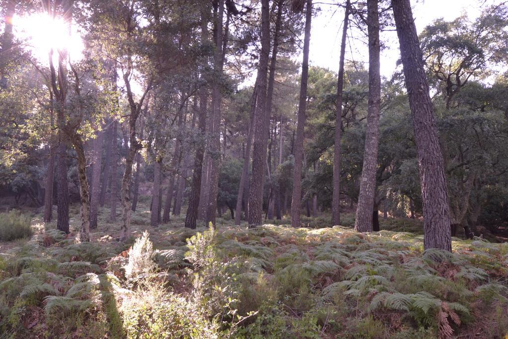 Appartamento Casa Quercus con piscina privada Cortes de la Frontera Esterno foto